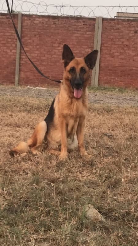 King Size German Shepherd Confirm Breeder Female 6