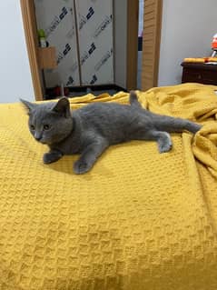 British Shorthair cat looking for a good home