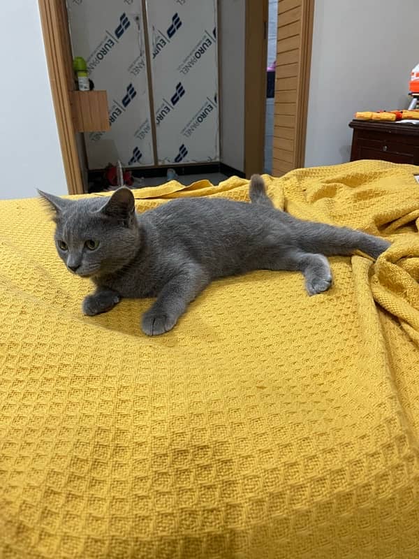 British Shorthair cat looking for a good home 0