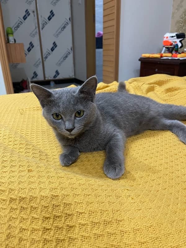 British Shorthair cat looking for a good home 1