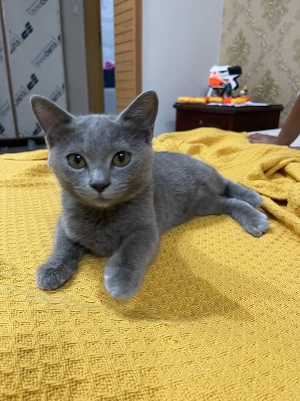 British Shorthair cat looking for a good home 2