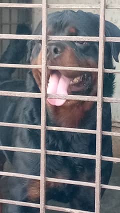 Rottweiler Male Stud Cross only