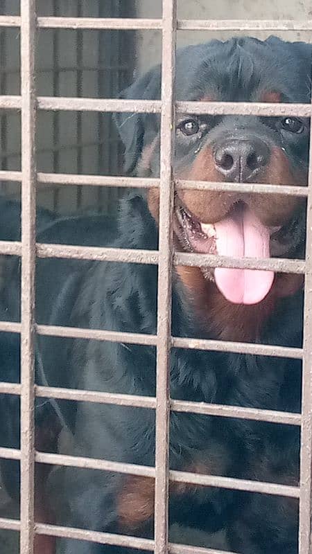 Rottweiler Male Stud Cross only 1