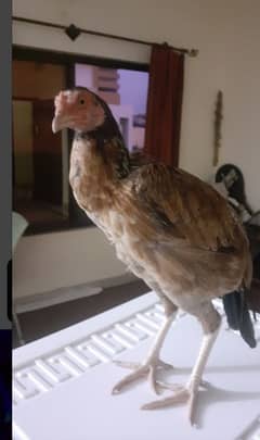 aseel hen for sale