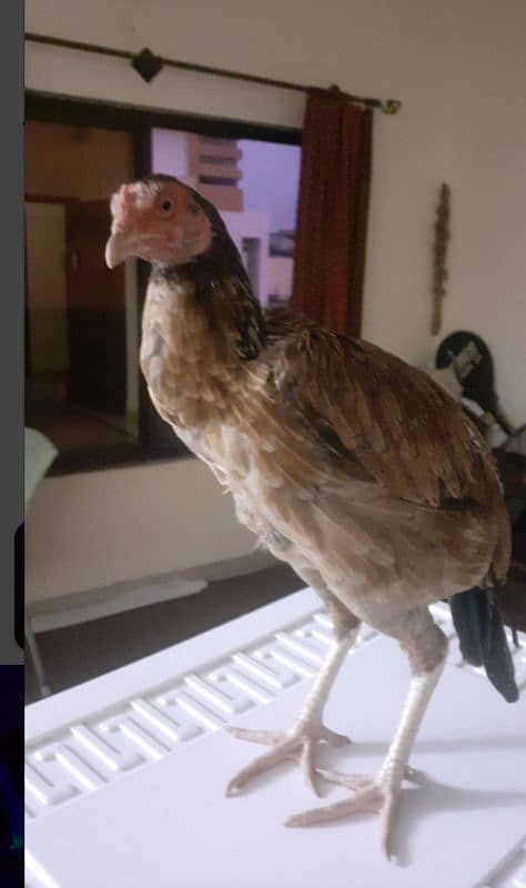 aseel hen for sale 0