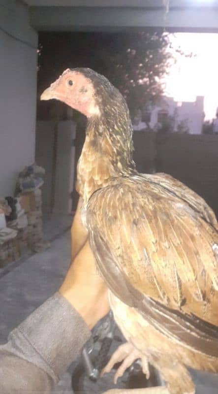 aseel hen for sale 1