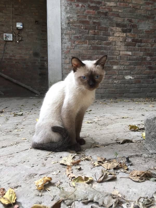 siamese cat female 1