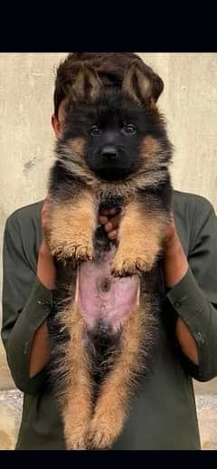 german shepherd double coat urgent for sale WhatsApp only 03277728211