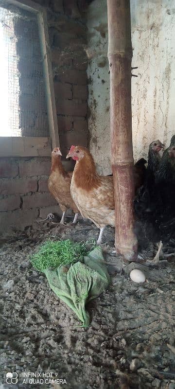 Desi hen 3