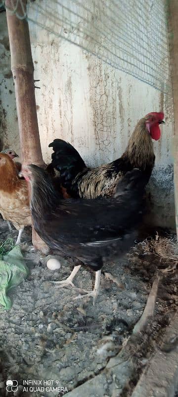 Desi hen 5