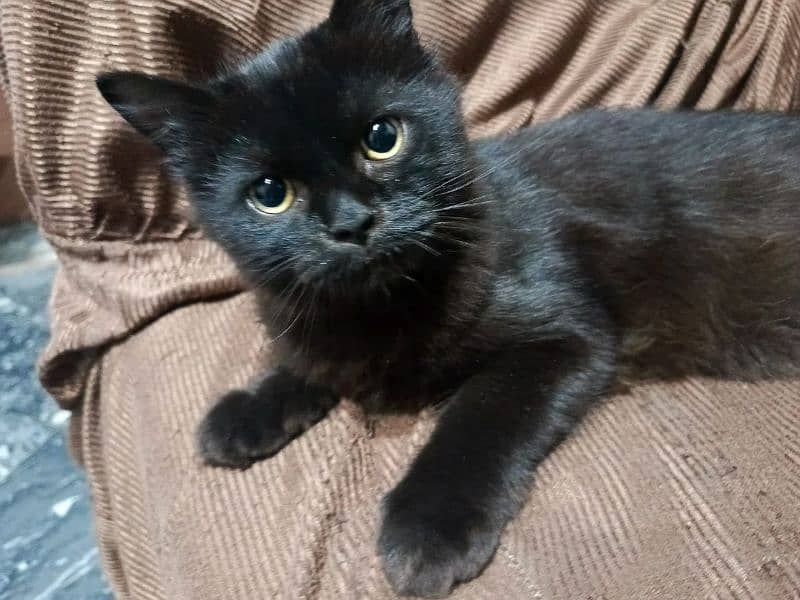 black Persian kitten 1