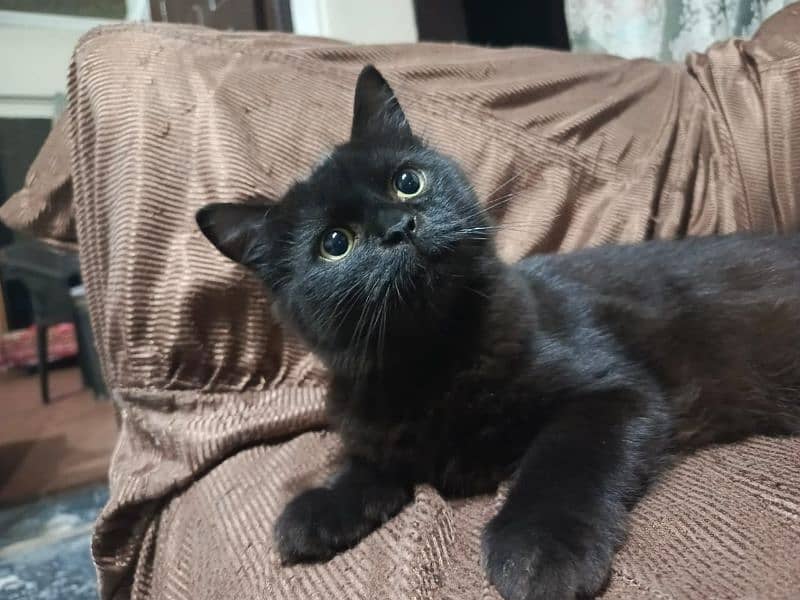 black Persian kitten 2