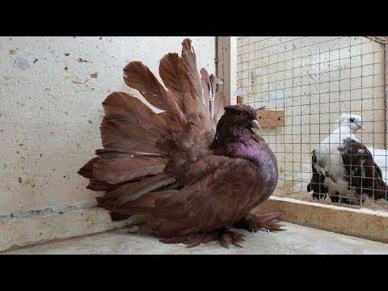 Fantail pigeon Laka 2