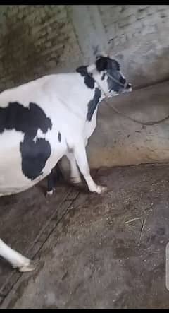 freizan cross cow 3 months ghaban