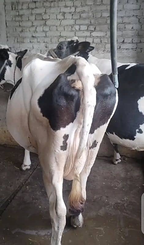 freizan cross cow 3 months ghaban 1