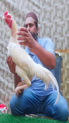 Highest Class Heera Aseel Rooster Quality