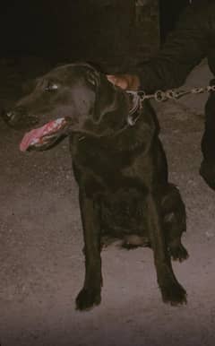 Labrador