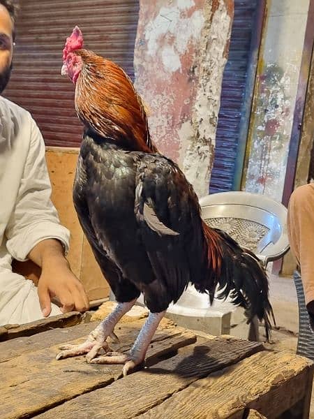 Amroha male for sale 4