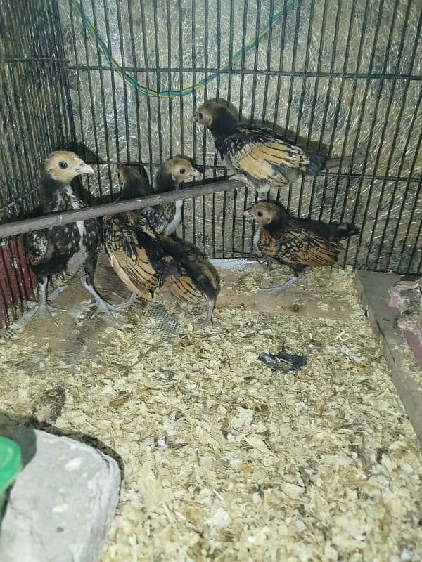 golden sebright chicks for sale on 7