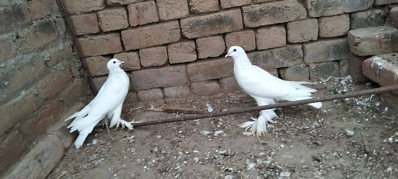 . fancy pigeons |gubra pigeon |frizzle sherazi Sentient /frill back 2