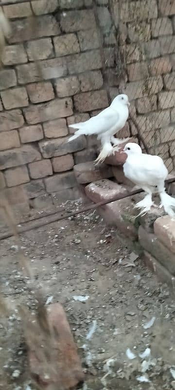 . fancy pigeons |gubra pigeon |frizzle sherazi Sentient /frill back 3