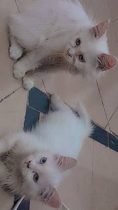 Pair of two persian Cats 0