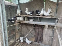 Fantail, Teddy, Lakkay, parwaz walay kabutar (pigeons)