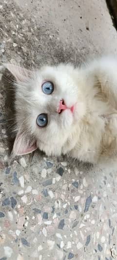 tripple coated female , male Persian cat along with their two kittens