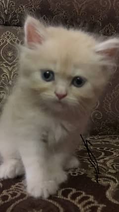 Persian Kitten