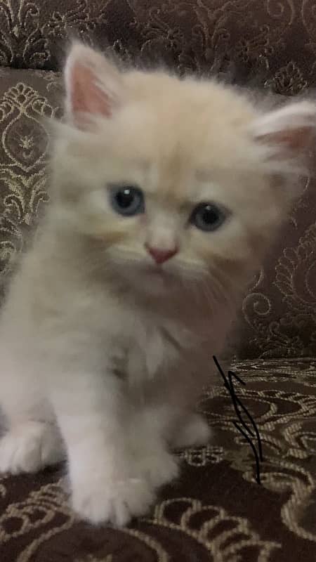 Persian Kitten 0