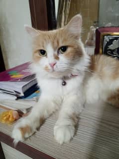 Persian female cat  healthy and active