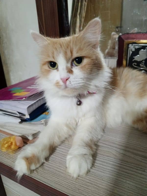 Persian female cat  healthy and active 0