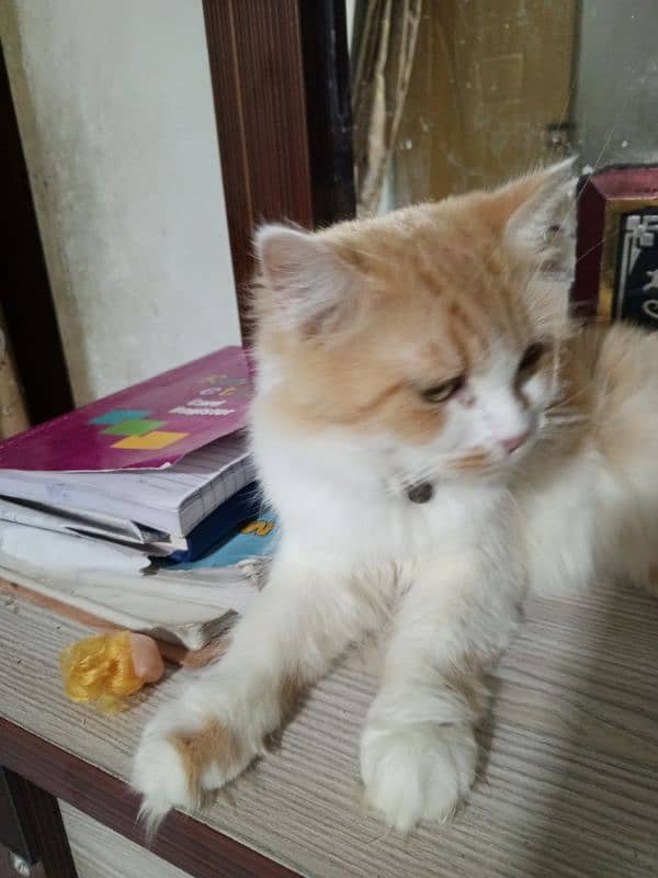 Persian female cat  healthy and active 1