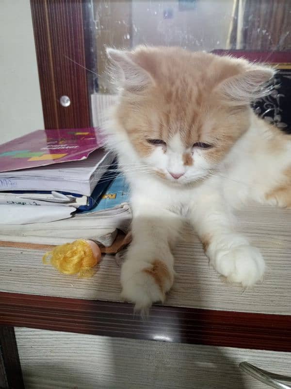 Persian female cat  healthy and active 3