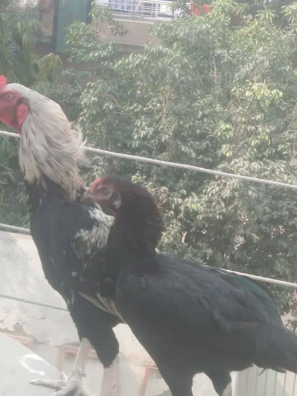 pure mianwali pair price 9 hzr 1