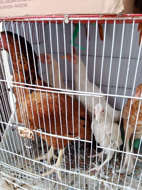 1 hen and 4 her big babes for sale. 1