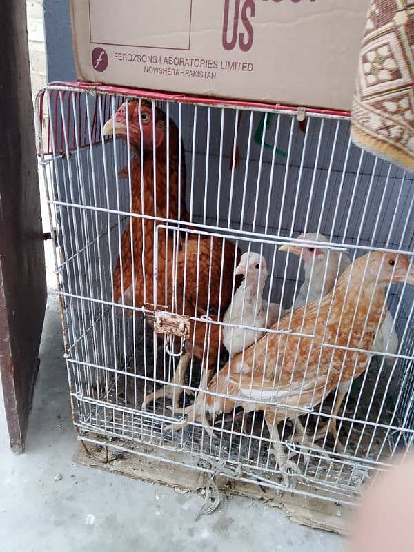 1 hen and 4 her big babes for sale. 2