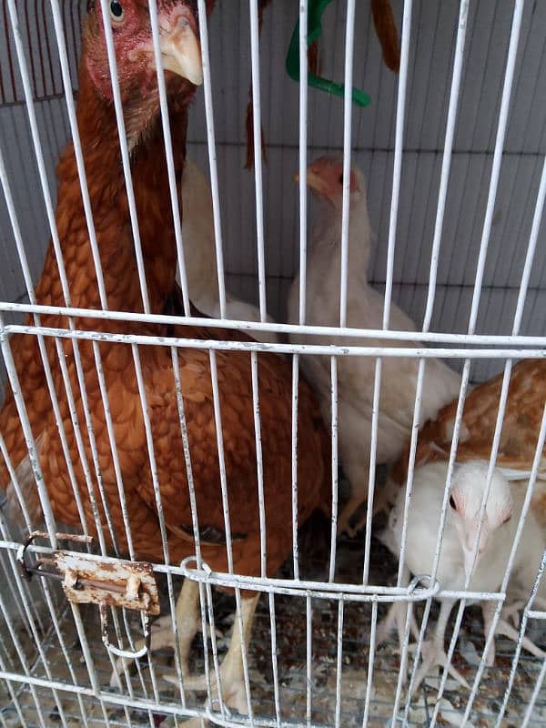 1 hen and 4 her big babes for sale. 3