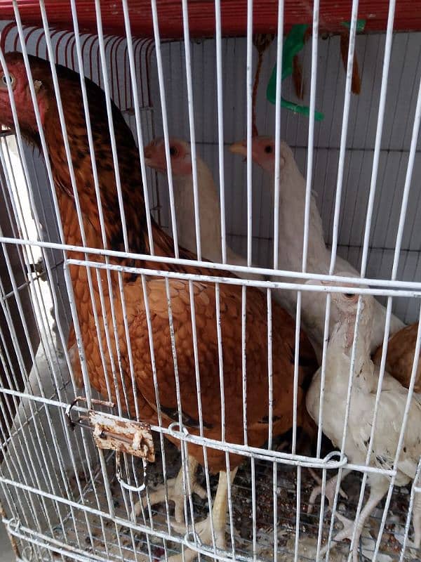 1 hen and 4 her big babes for sale. 4