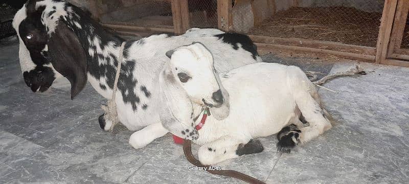 Beautiful pregnant goats and male kid for sale 6