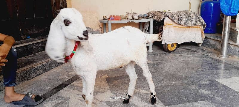 Beautiful pregnant goats and male kid for sale 2