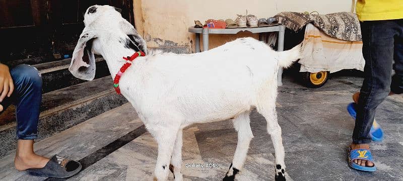 Beautiful pregnant goats and male kid for sale 1