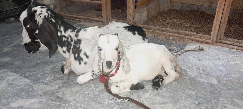 Beautiful pregnant goats and male kid for sale 7