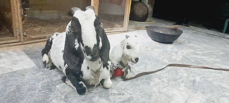 Beautiful pregnant goats and male kid for sale 8