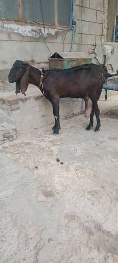 Nagri Bakri with 2 kids