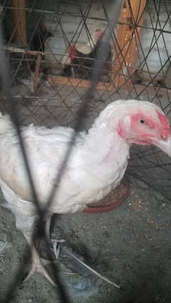 Aseel paper white madi and bantam male