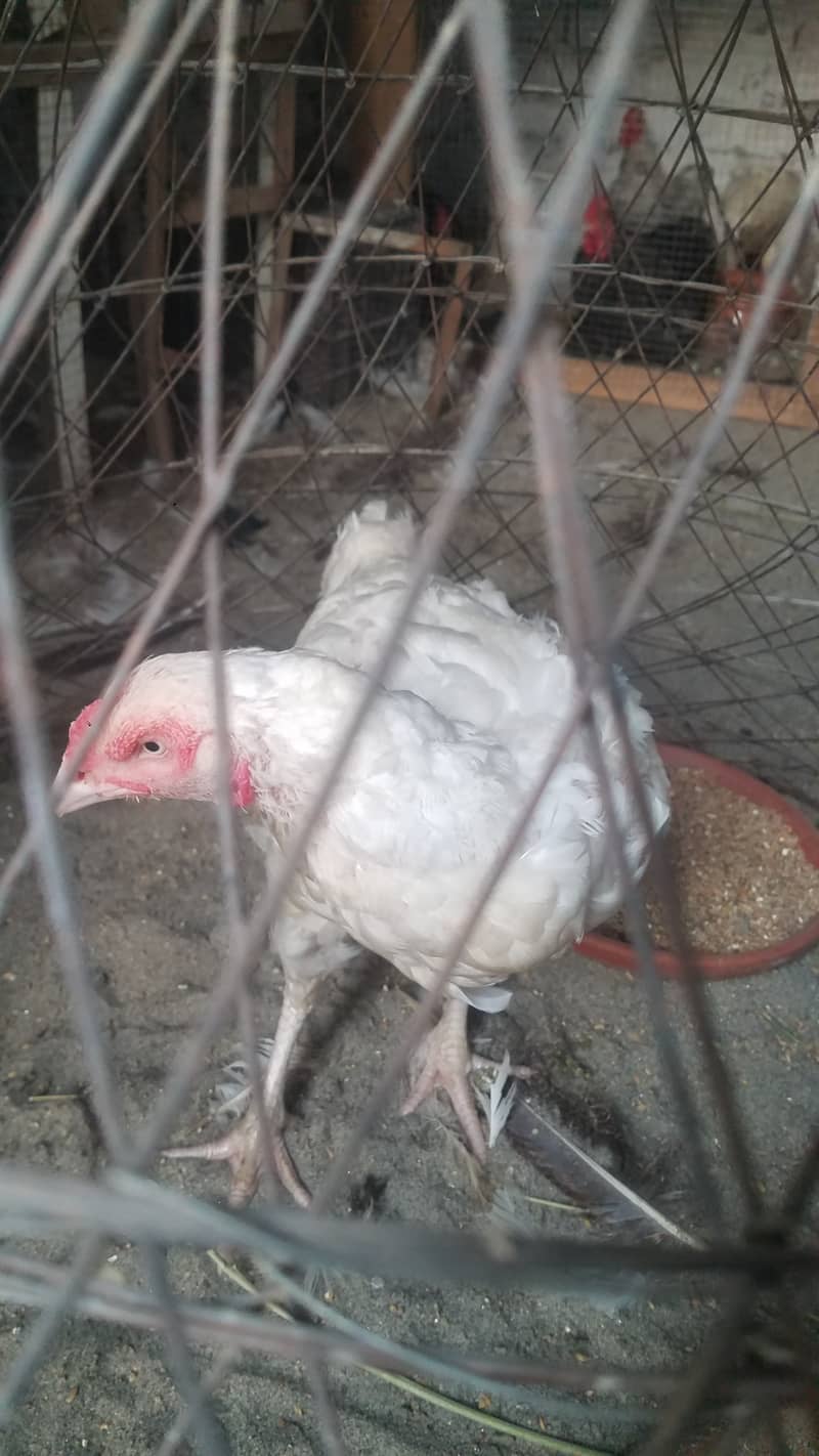 Aseel paper white madi and bantam male 2