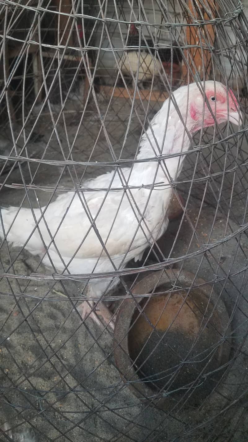 Aseel paper white madi and bantam male 3