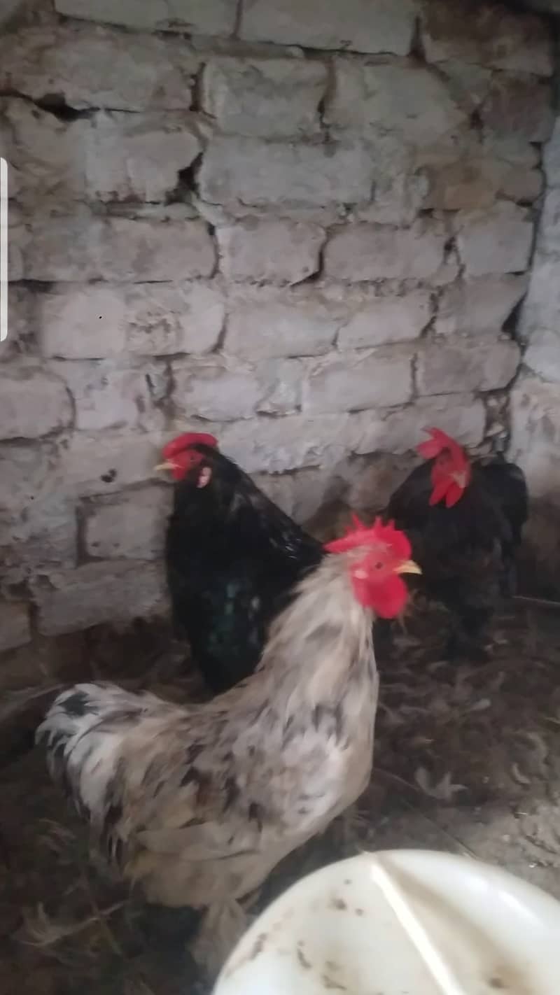 Aseel paper white madi and bantam male 4