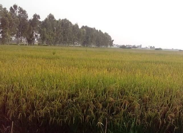 125 acre agricultural Land available for Sale on Sheikhupura Mareed ka road 1